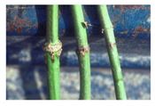 Figure 2.  Girdling damage to soybean stem.Photo: David Adams, Univ. Georgia